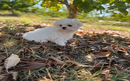 Bichón Maltés perros en venta: Bichon Maltés toy Macho para disponible  - Imagen 10