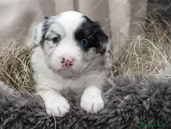 Border Collie perros CAMADA BORDER COLLIE  - Anuncio 2
