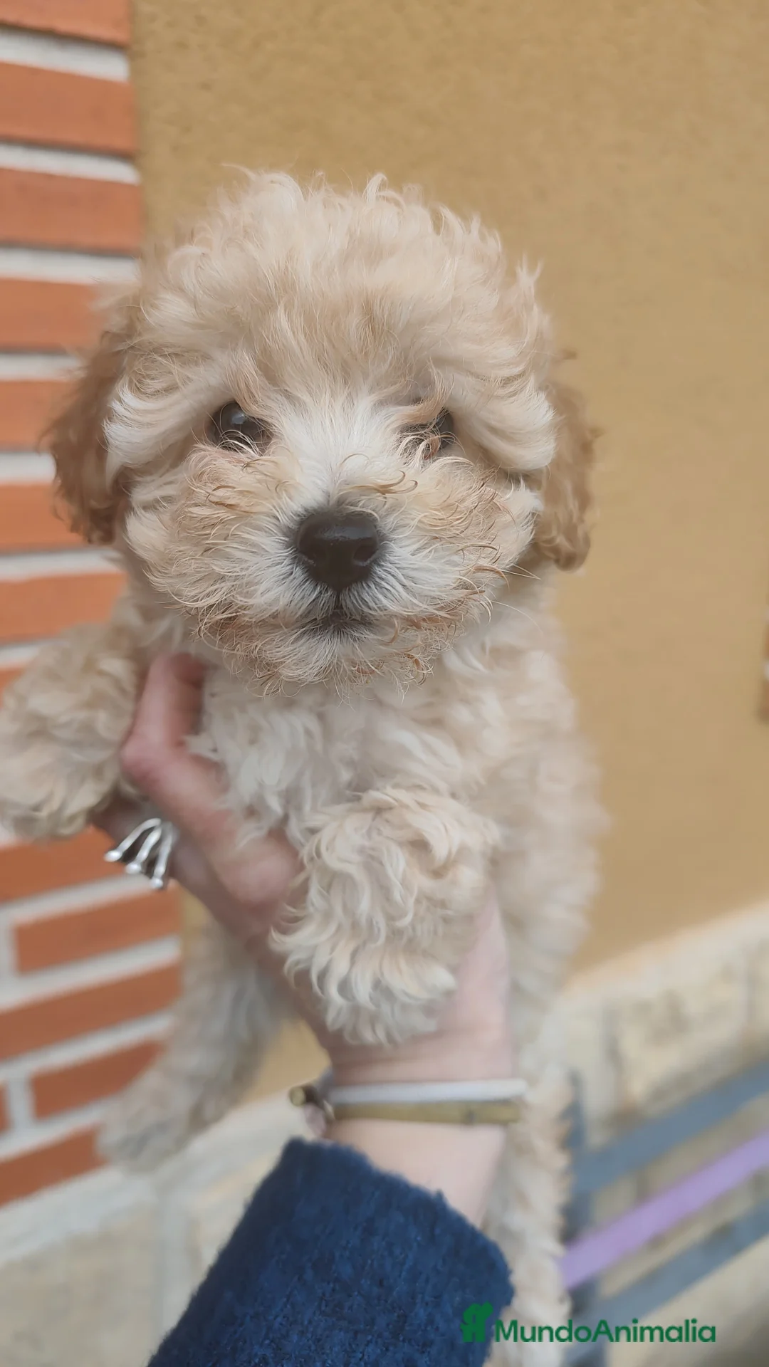 Caniche Toy perros en venta: Machos apricot 💛 - Anuncio 3