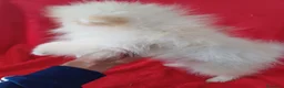 Pomerania perros en venta: Pomerania Standar  - Anuncio 3