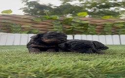 Caniche Toy perros en venta: CANICHE TOY HEMBRA COLOR NEGRO PHANTOM - Imagen 9