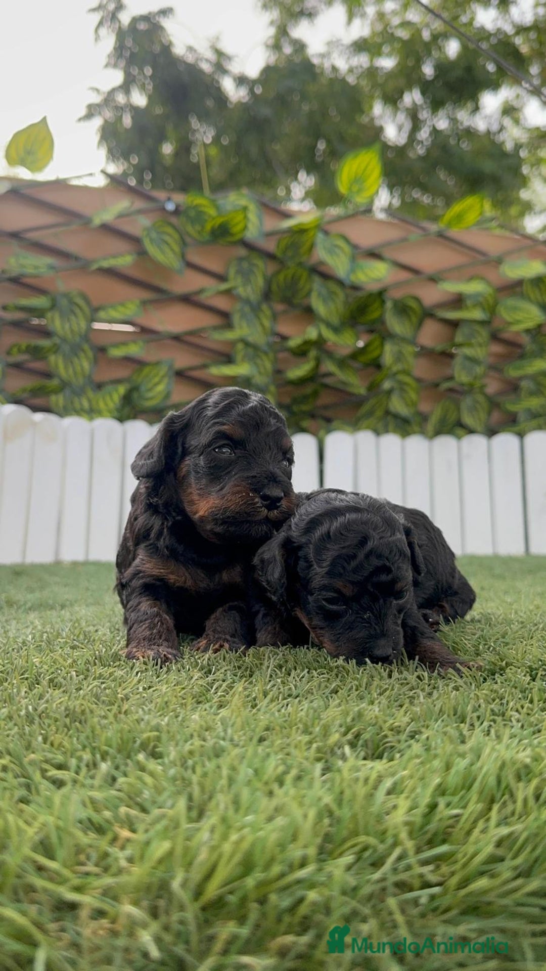 Caniche Toy perros en venta: CANICHE TOY HEMBRA COLOR NEGRO PHANTOM - Imagen 9