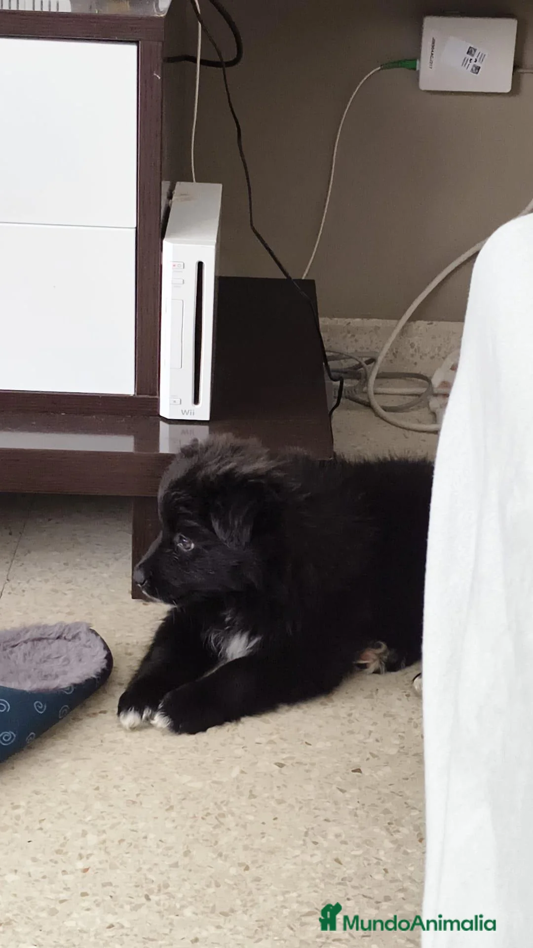 Raza Mixta perros en venta: Borderpom macho - Anuncio 2