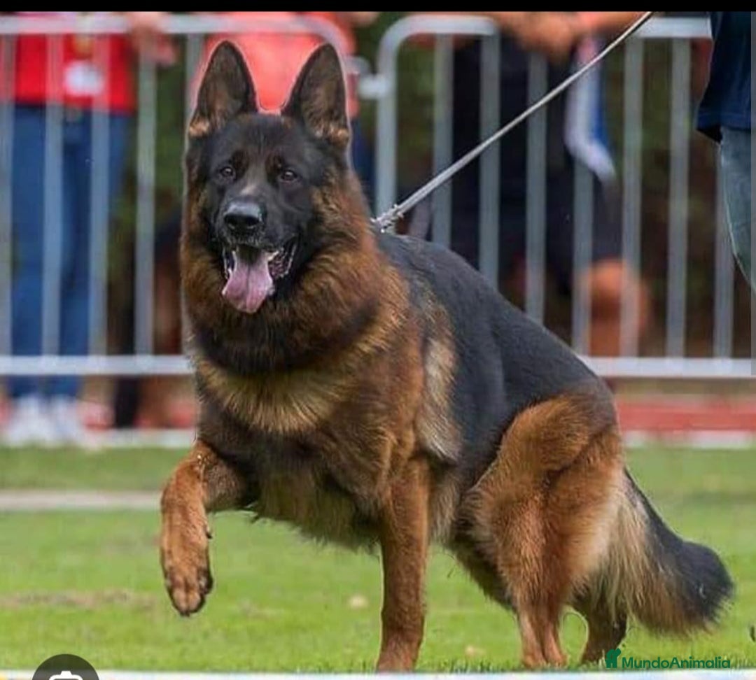 Pastor Alemán perros en venta: Tuna De Los Malvares - Anuncio 9