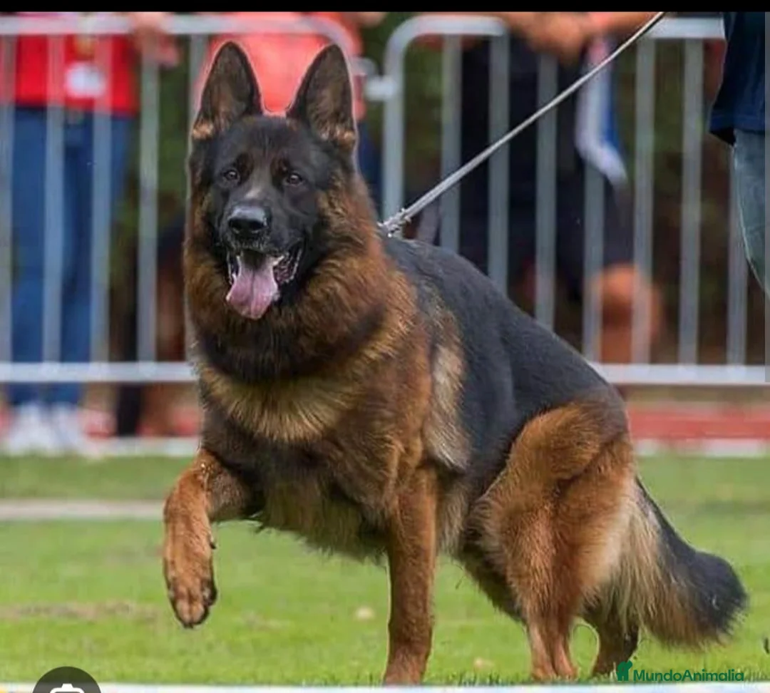 Pastor Alemán perros en venta: Tuna De Los Malvares - Anuncio 9