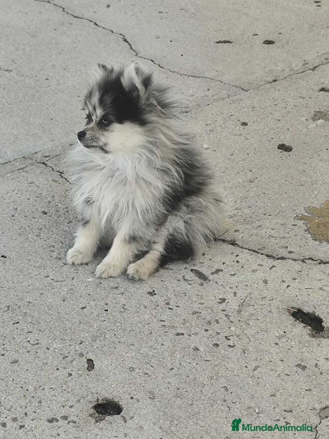 Pomerania perros en venta: POMERANIA TOY  - Anuncio 9