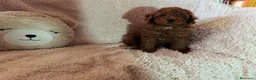 Caniche Toy perros en venta: ‼️‼️CANICHES 50% ASIÁTICOS  - Anuncio 3