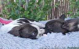 Bulldog Francés perros en venta: Bebés Bulldog Francés  - Imagen 3