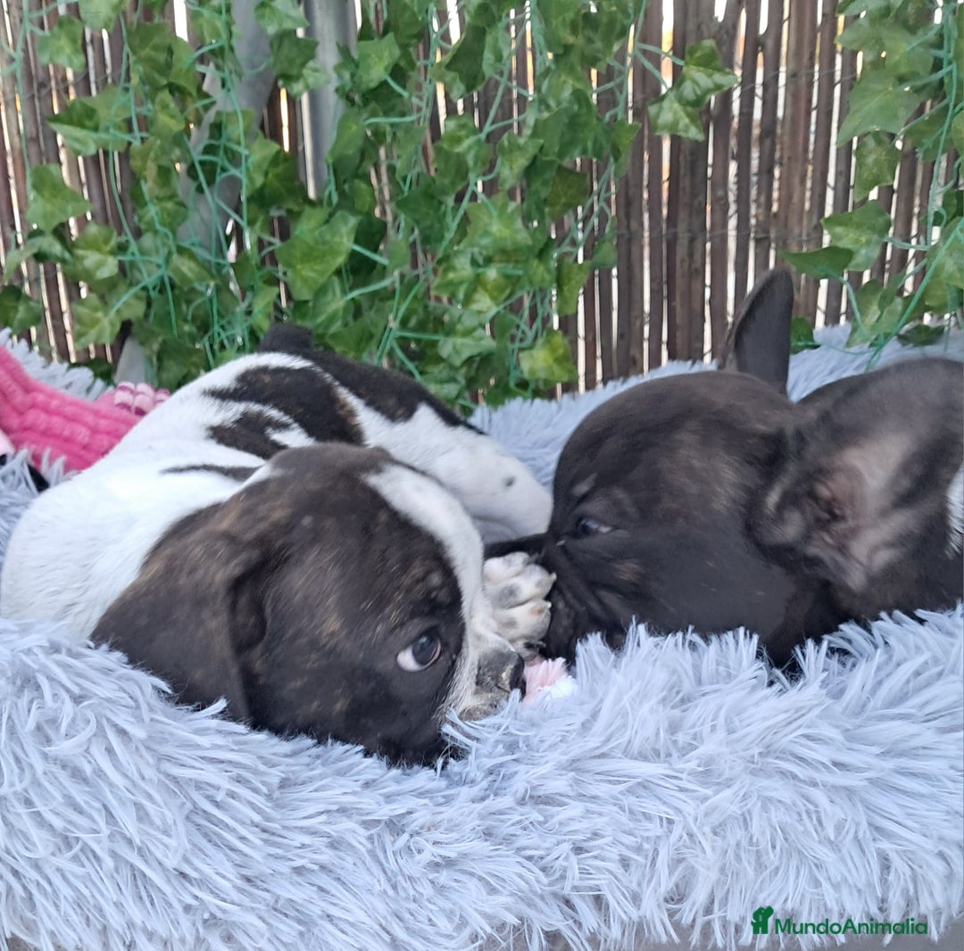 Bulldog Francés perros en venta: Bebés Bulldog Francés  - Imagen 3