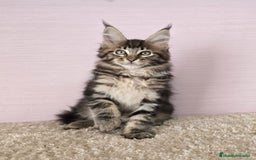 Maine Coon gatos en venta: Hembra maine coon - Imagen 1
