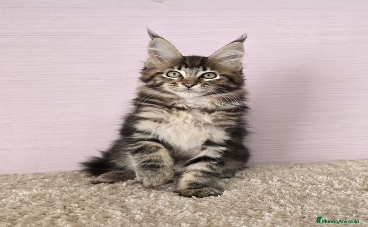 Maine Coon gatos - Anuncio 4
