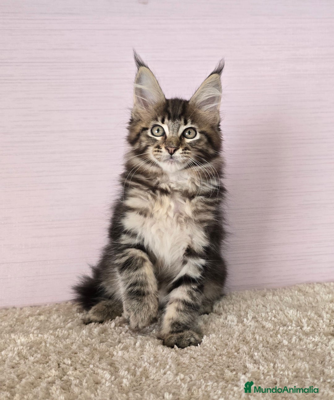 Maine Coon gatos en venta: Hembra maine coon - Imagen 1