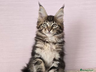 Maine Coon gatos - Anuncio 3