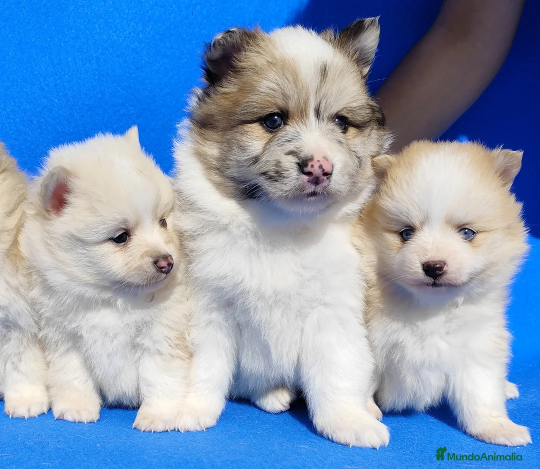 Raza Mixta perros en venta: Borderpom f2 - Anuncio 1