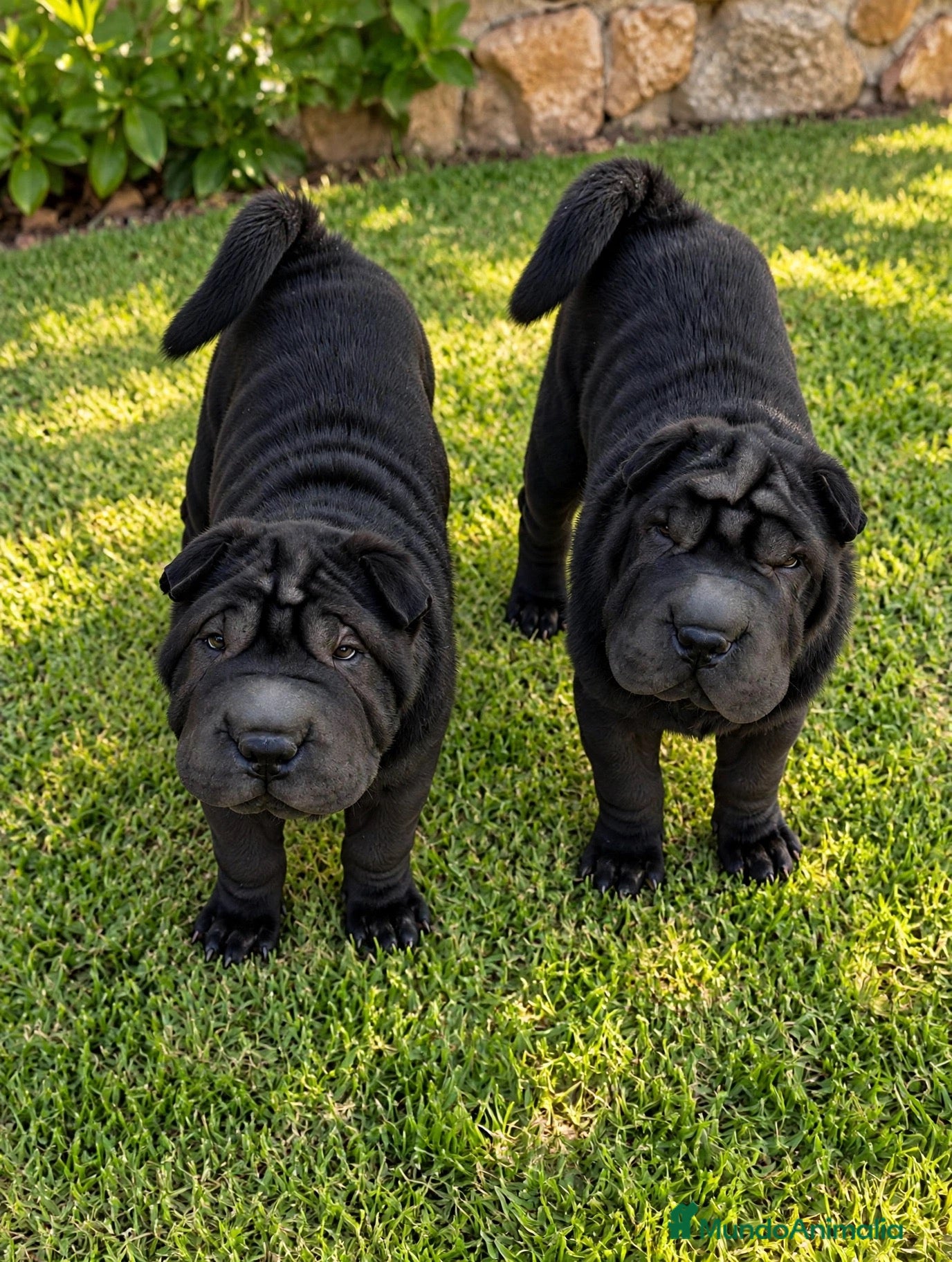 Shar Pei perros Cachorro negro shar pei  - Anuncio 1