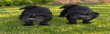 Shar Pei 1