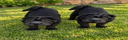 Shar Pei perros en venta: Cachorro negro shar pei  - Anuncio 1