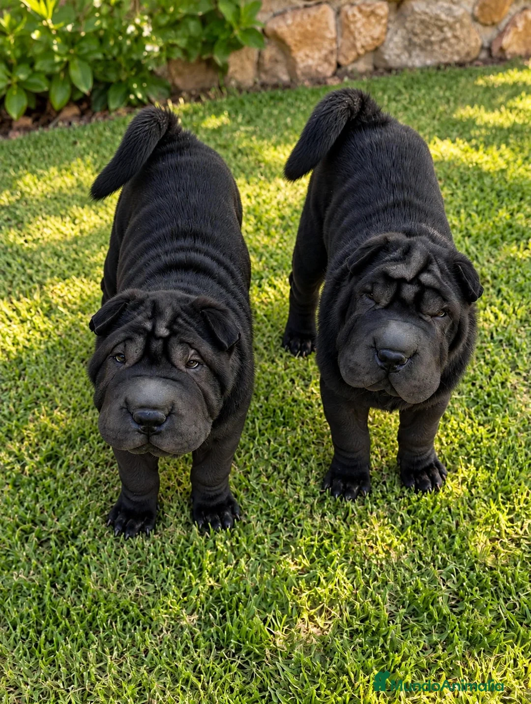 Shar Pei perros en venta: Cachorro negro shar pei  - Anuncio 1