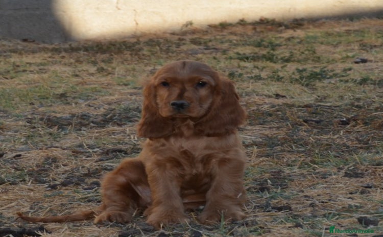 Cocker Spaniel Inglés perros - Anuncio 2