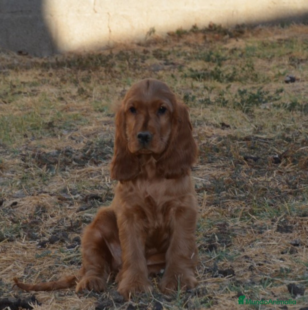 Cocker Spaniel Inglés perros en venta: Cocker - Imagen 1