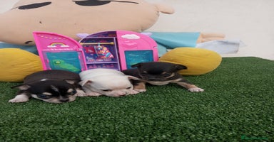 Chihuahua perros - Anuncio 10