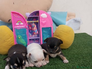 Chihuahua perros - Anuncio 4