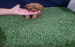 Raza Mixta perros en venta: Caniches - Imagen 4