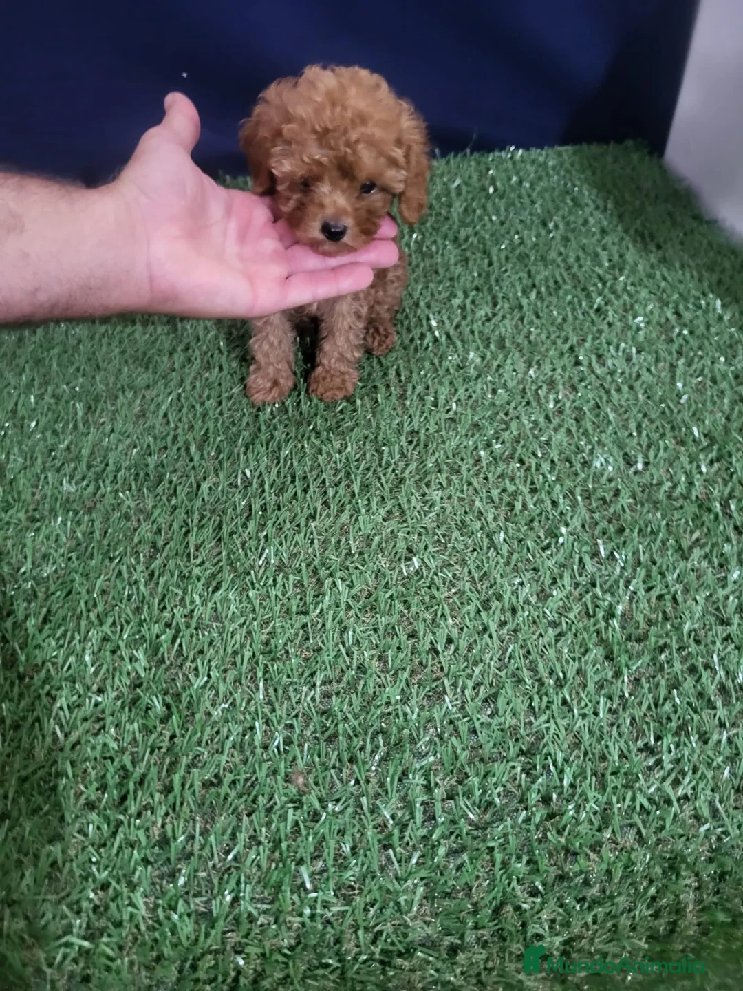 Raza Mixta perros en venta: Caniches - Anuncio 4