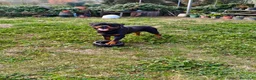 Rottweiler perros en venta: Cachorros padres Alemanes mejores líneas mundiales - Anuncio 14