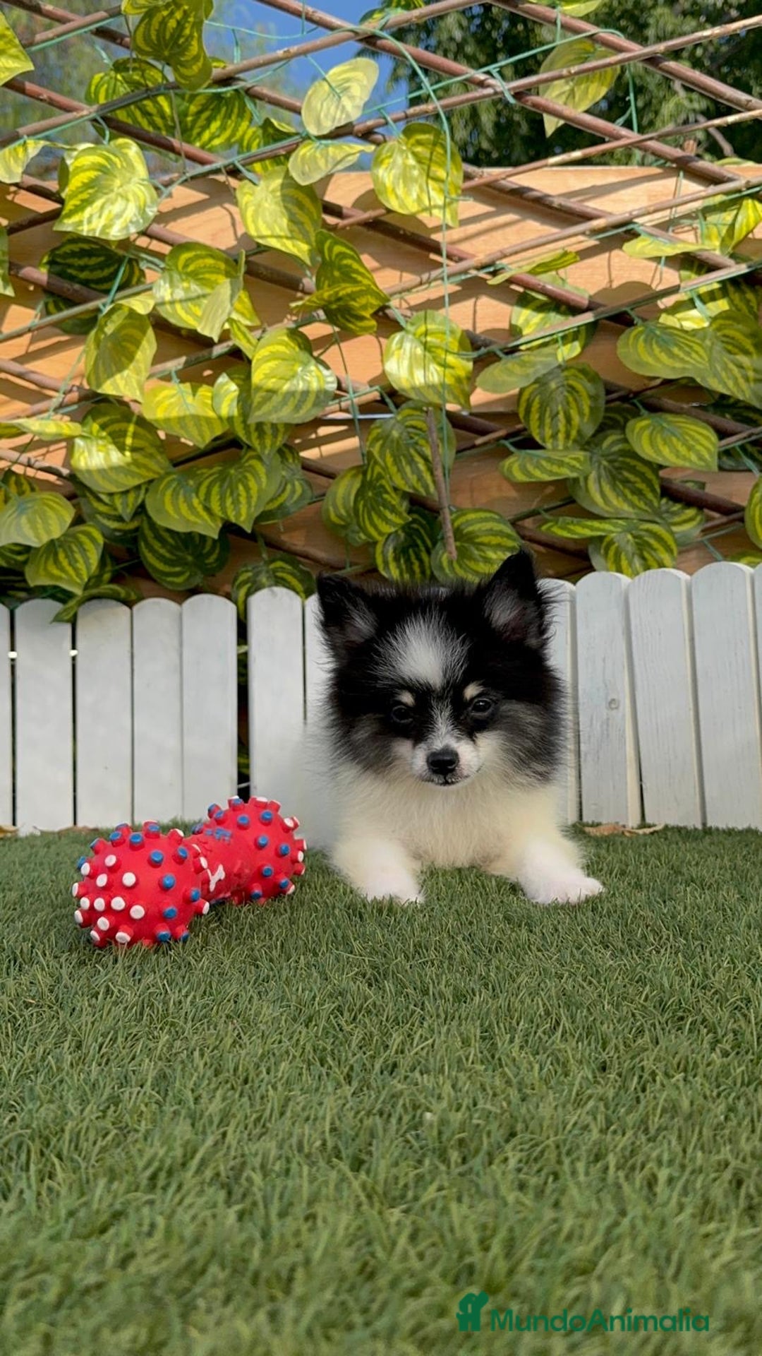 Pomerania perros en venta: POMERANIA MACHO ENVIOS A TODA ESPAÑA - Imagen 15