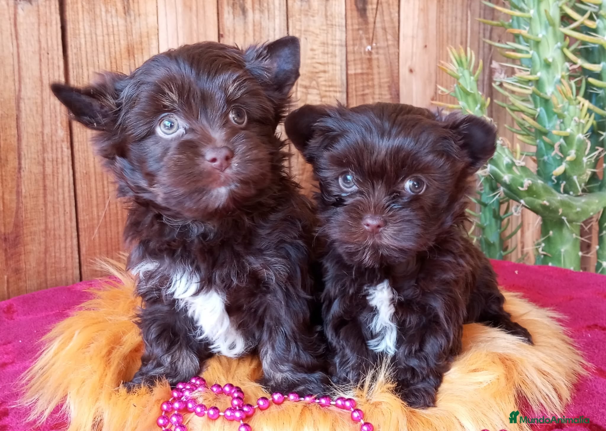 Yorkshire Terrier perros Cachorros Yorkshire Chocolate  - Anuncio 14