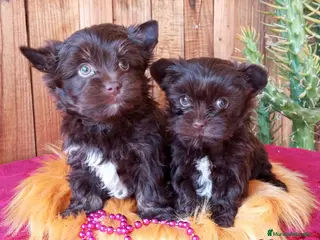 Yorkshire Terrier perros Cachorros Yorkshire Chocolate - Anuncio 14