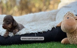 Teckel Miniatura perros en venta: TECKEL MINIATURA - Imagen 5