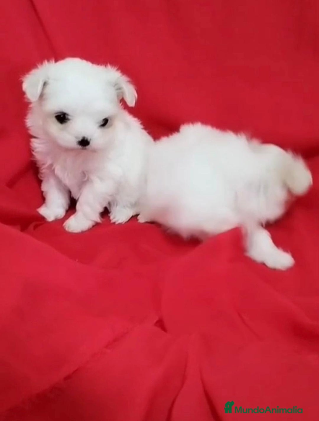 Bichón Maltés perros en venta: Bichon maltés toy coreanos - Imagen 4