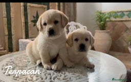 Labrador Retriever perros en venta: Labrador Retriever CACHORRO - Imagen 1