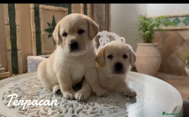 Labrador Retriever perros - Anuncio 3