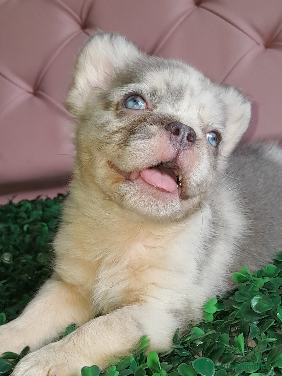 Bulldog Francés perros Bulldog francés Fluffy - Anuncio 1