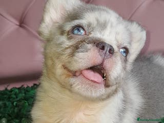 Bulldog Francés perros Bulldog francés Fluffy - Anuncio 25