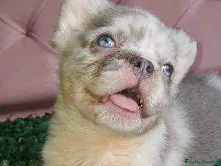 Bulldog Francés perros Bulldog francés Fluffy - Anuncio 14