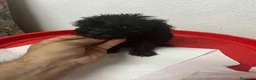 Caniche Toy perros en venta: CANICHE MINI TOYS NEGRO MACHO - Anuncio 3