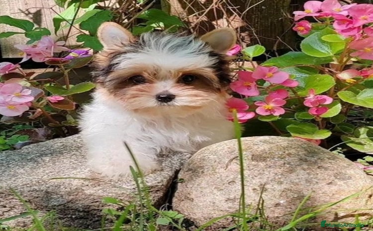 Biewer Yorkshire Terrier a la Pom Pon perros - Propaganda 2