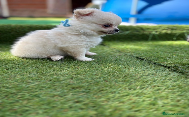 Chihuahua perros - Propaganda 5