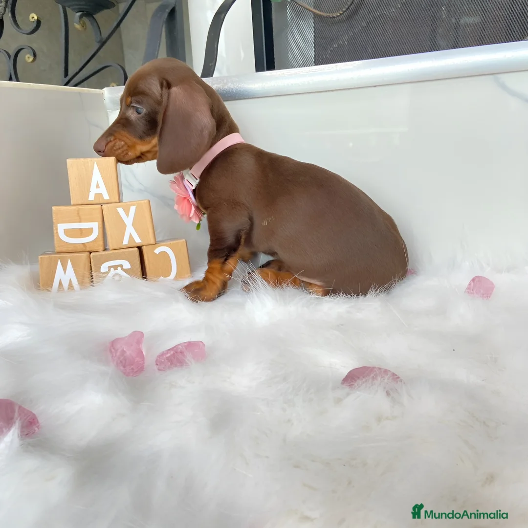 Teckel Miniatura perros en venta: teckel miniatura ( toda España )  - Anuncio 2