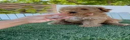 Caniche Toy perros en venta: CANICHE TOY - Anuncio 8