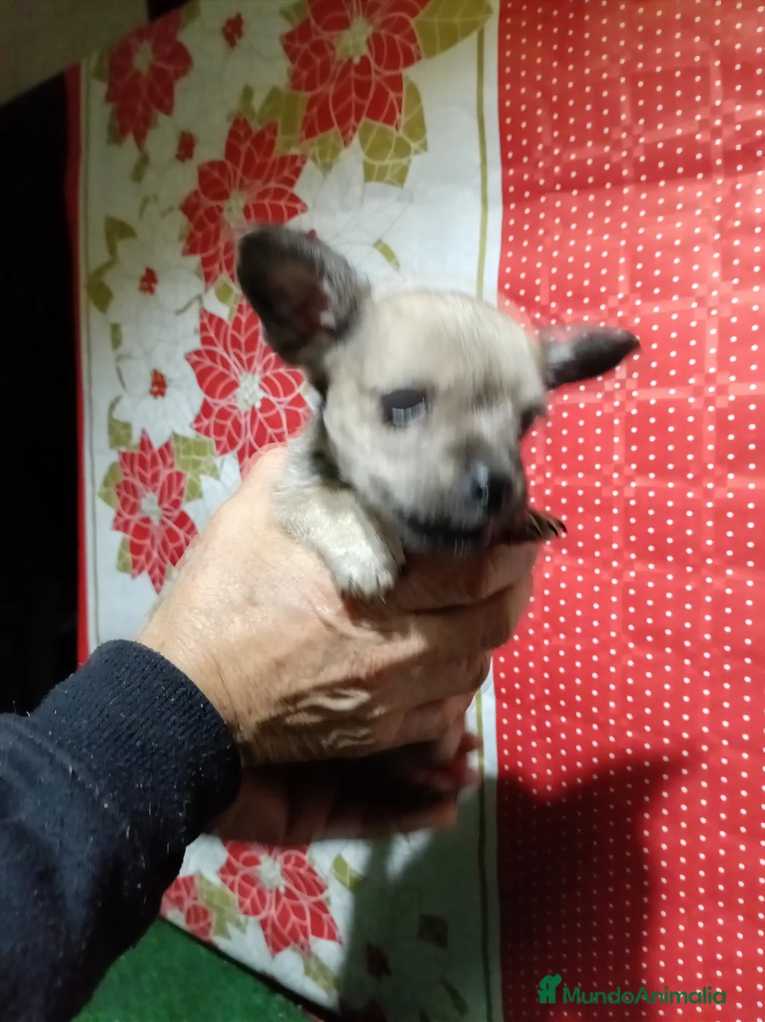 Raza Mixta perros en venta: Raza mixta  chihuahua x yorshire - Anuncio 3
