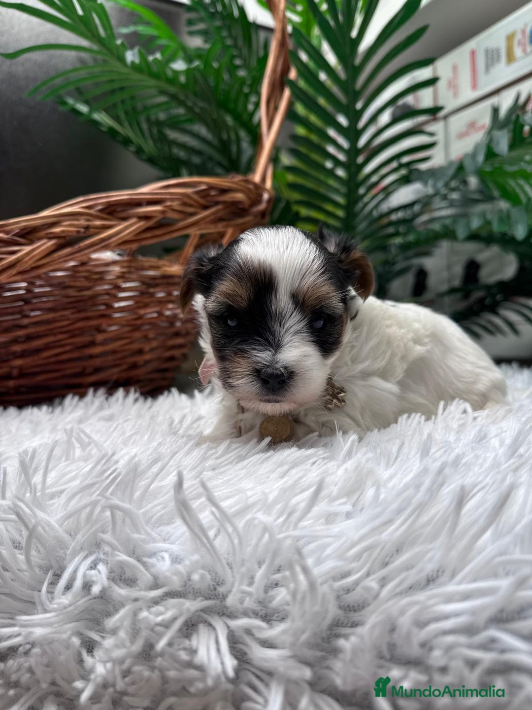 Yorkshire Terrier perros en venta: YORKSHIRE BIEWER HEMBRA - Anuncio 3