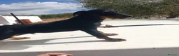 Otras razas perros en venta: Jack terrier - Anuncio 2