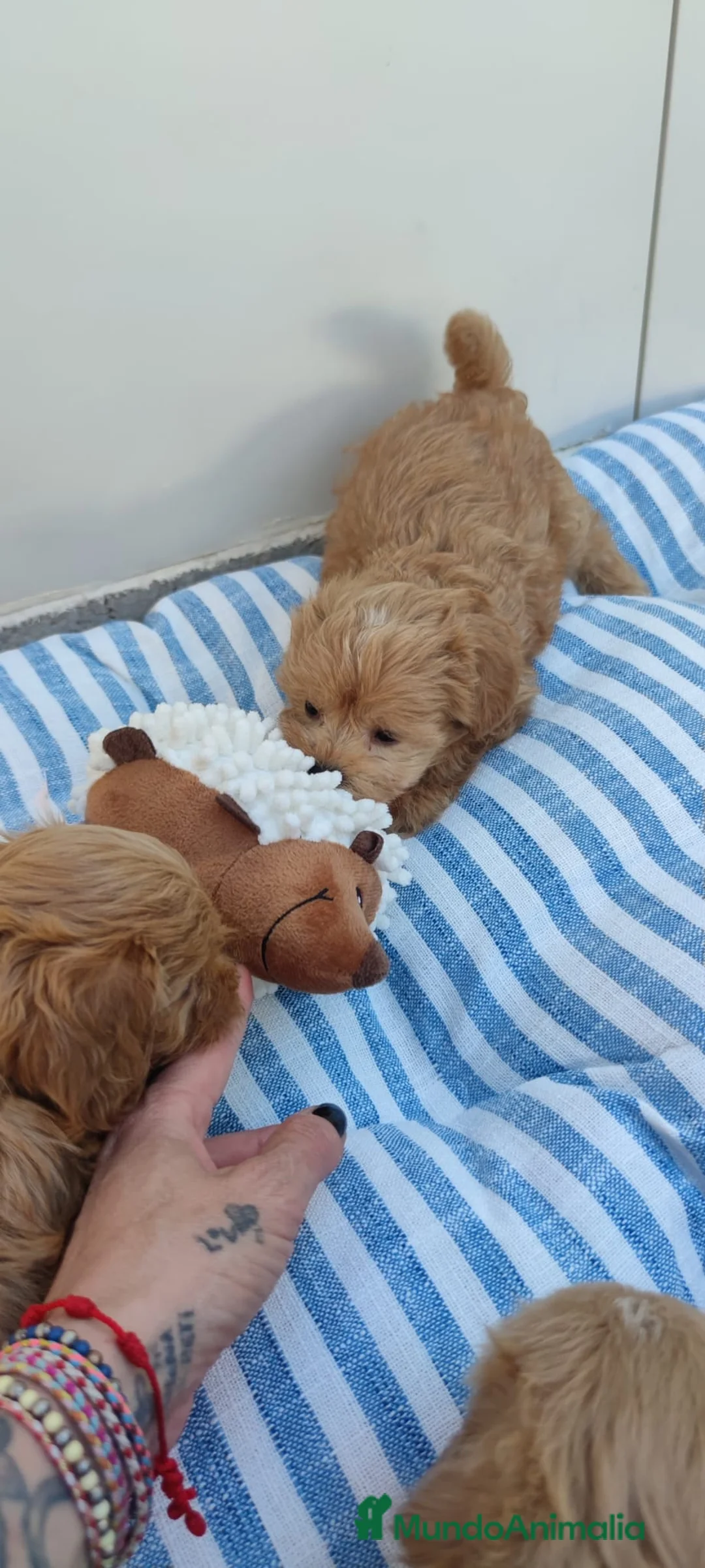 Maltipoo perros en venta: Maltipoo Toy  - Anuncio 6
