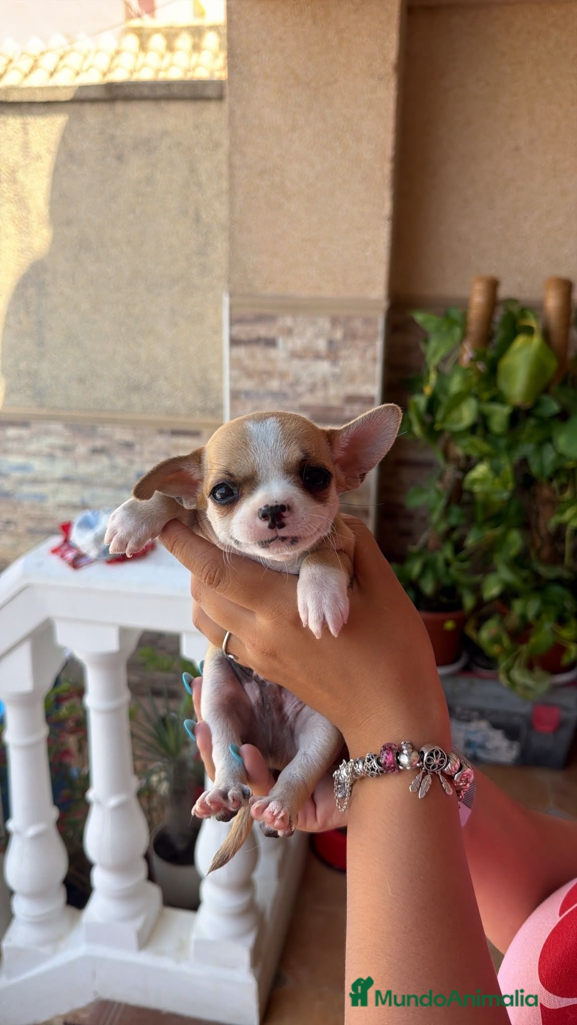 Chihuahua perros Chihuahua toy  - Anuncio 4