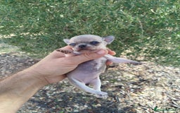 Chihuahua perros en venta: Camada de chihuahua  - Anuncio 2